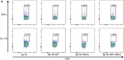 Corrigendum: Melatonin Synergizes With Mesenchymal Stromal Cells Attenuates Chronic Allograft Vasculopathy